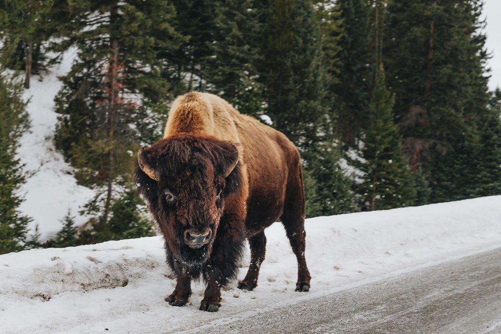 yellowstone