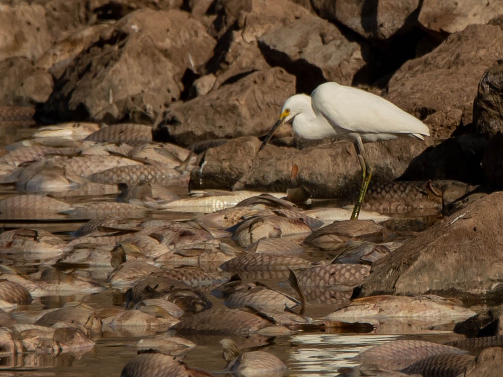 Snowy Egret and American Avocet