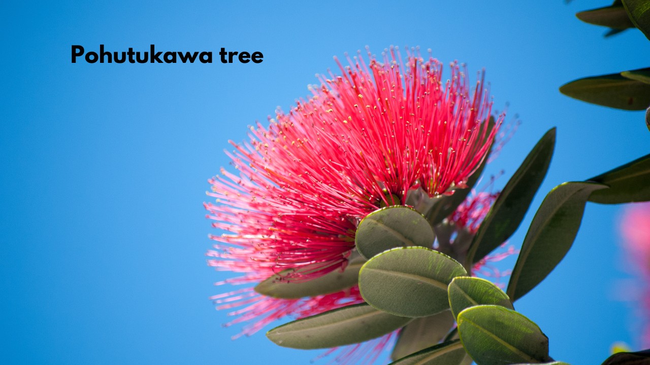 Vibrant red Pohutukawa tree in bloom against a coastal backdrop