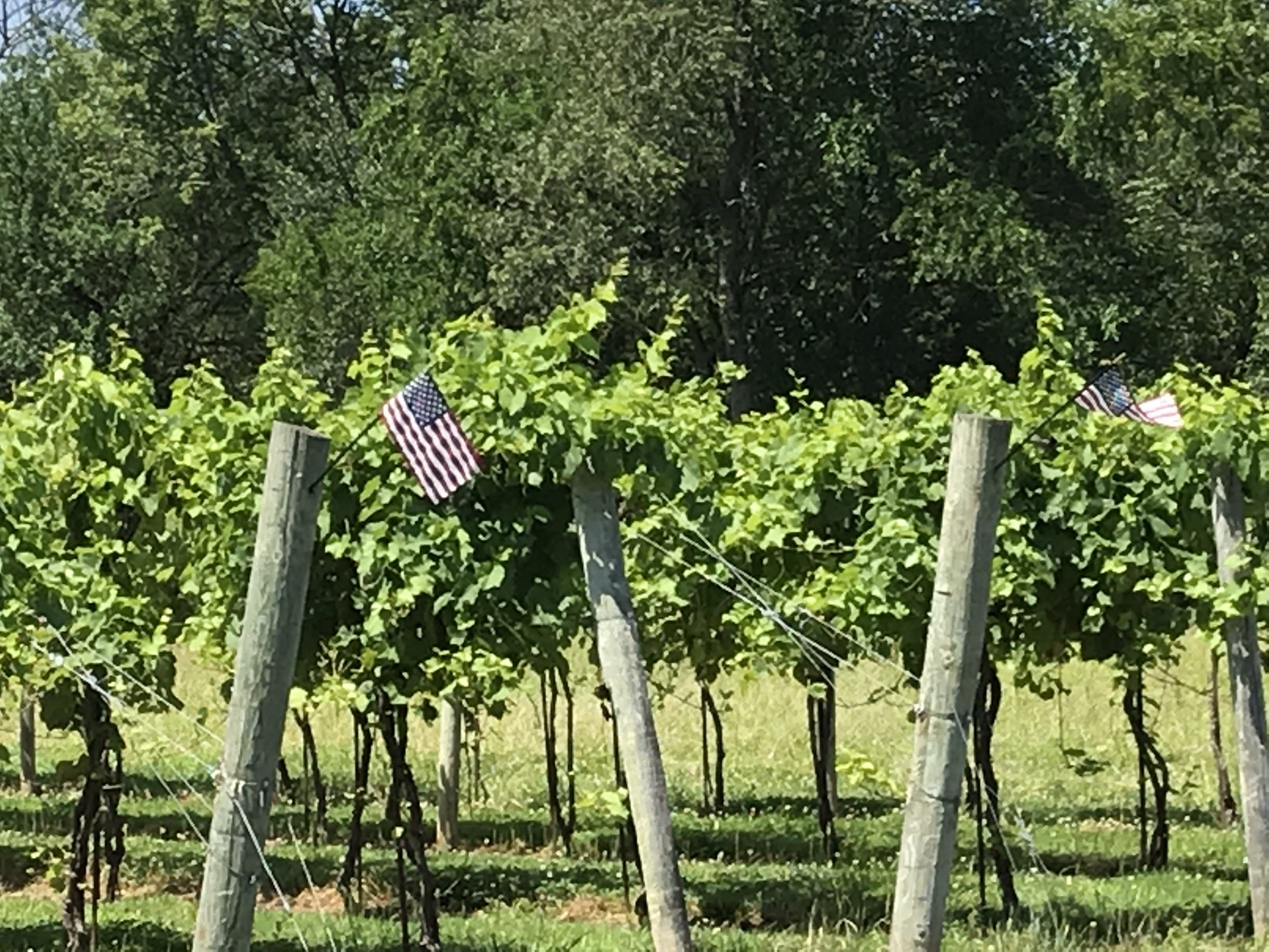 Vineyard rows at Buckingham Valley Vineyards, a winery in Buckingham, PA