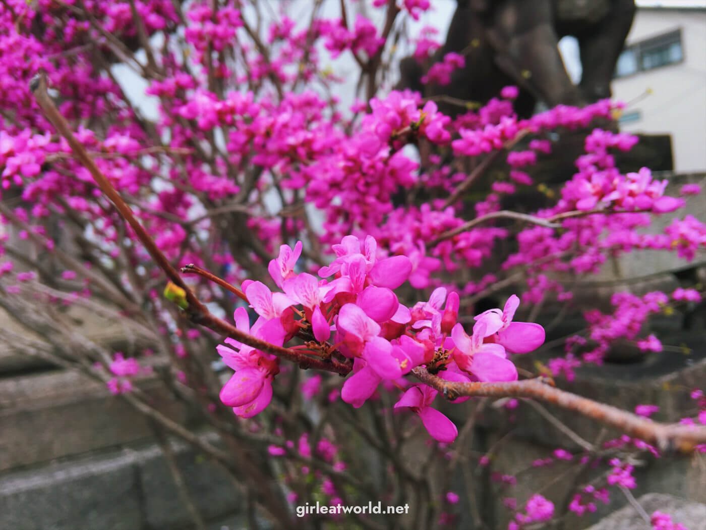 Plum Blossom