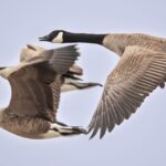 Flock of Canada Geese in V formation, a classic example of bird migration.