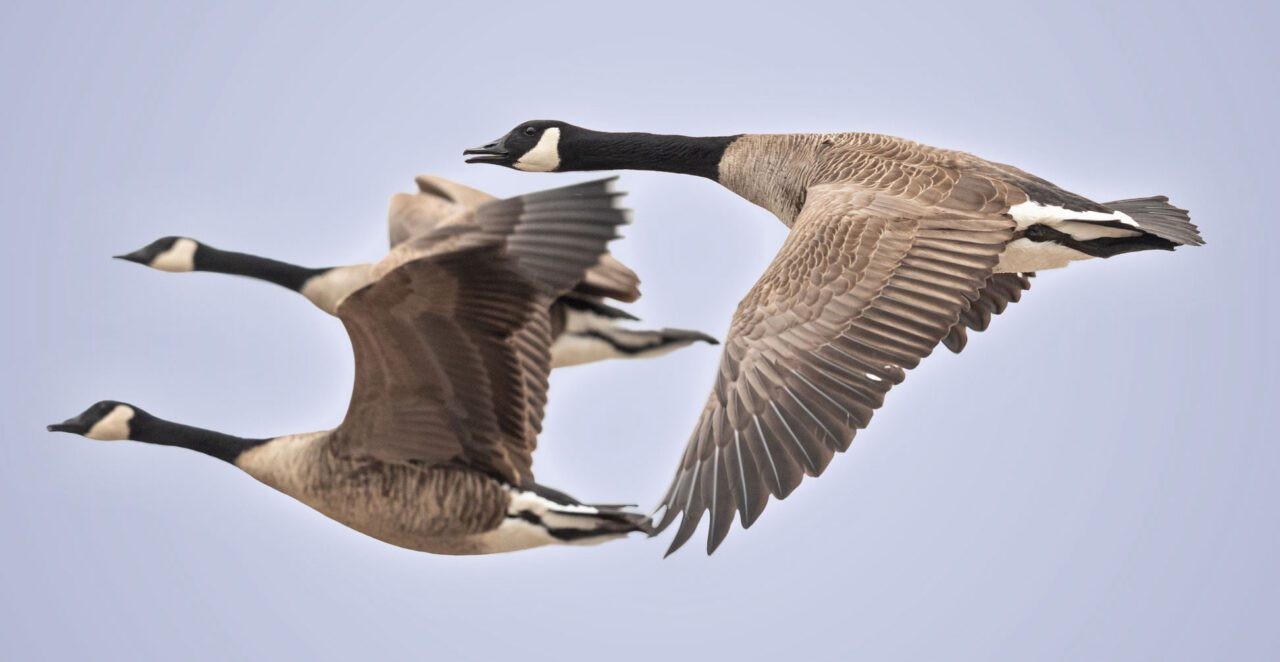 Flock of Canada Geese in V formation, a classic example of bird migration.