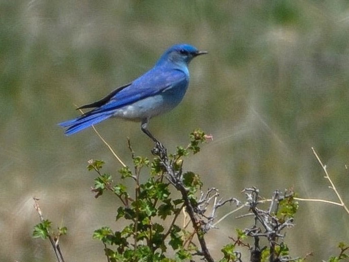 Mountain Bluebird and Chihuahuan Raven