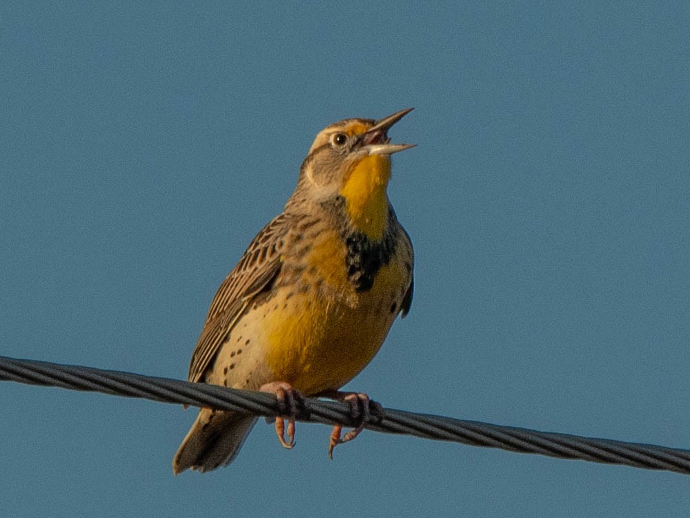 Western Meadowlark and Bewick’s Wren