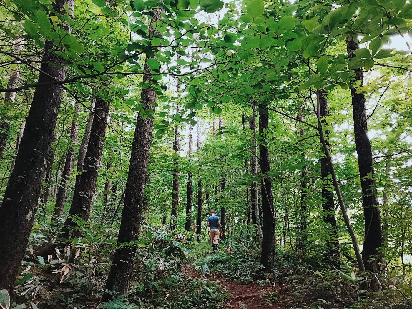 Green summer forest in Japan