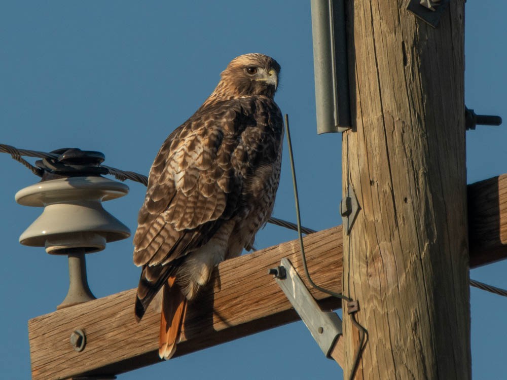 Red-tailed Hawk and Ferruginous Hawk