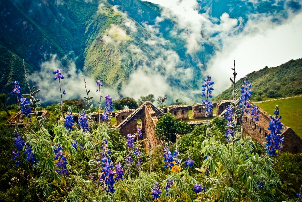 Lupines in vibrant bloom amidst the ancient Inca ruins of Choquequirao in the Andes Mountains, Peru, with colorful flowers contrasting against the stone structures and mountain backdrop, highlighting the beauty of Andean spring