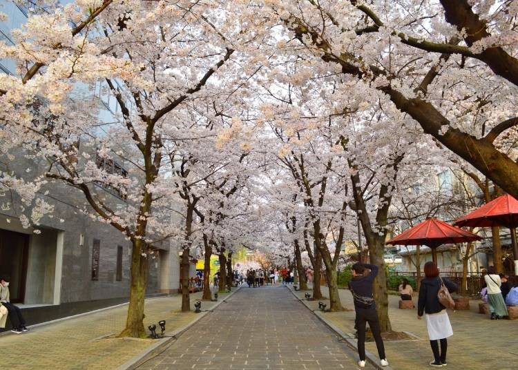 Gion Shirakawa Cherry Blossoms