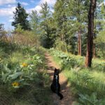 Cat in harness looking at plants