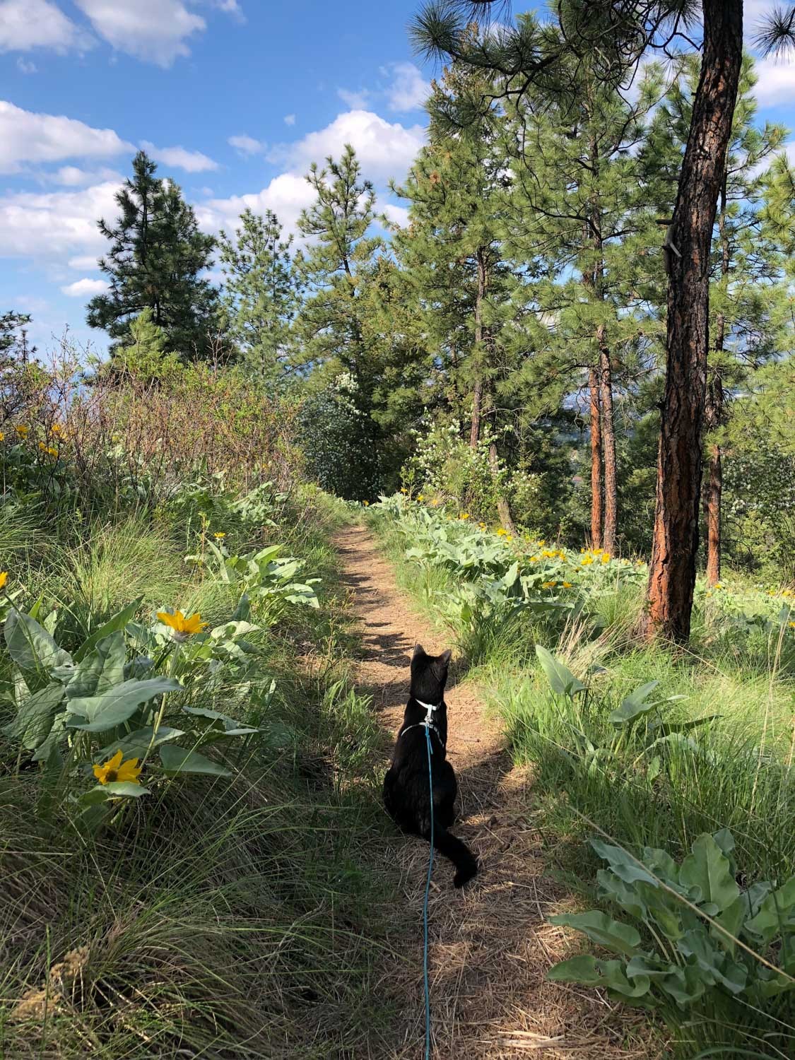 Cat in harness looking at plants