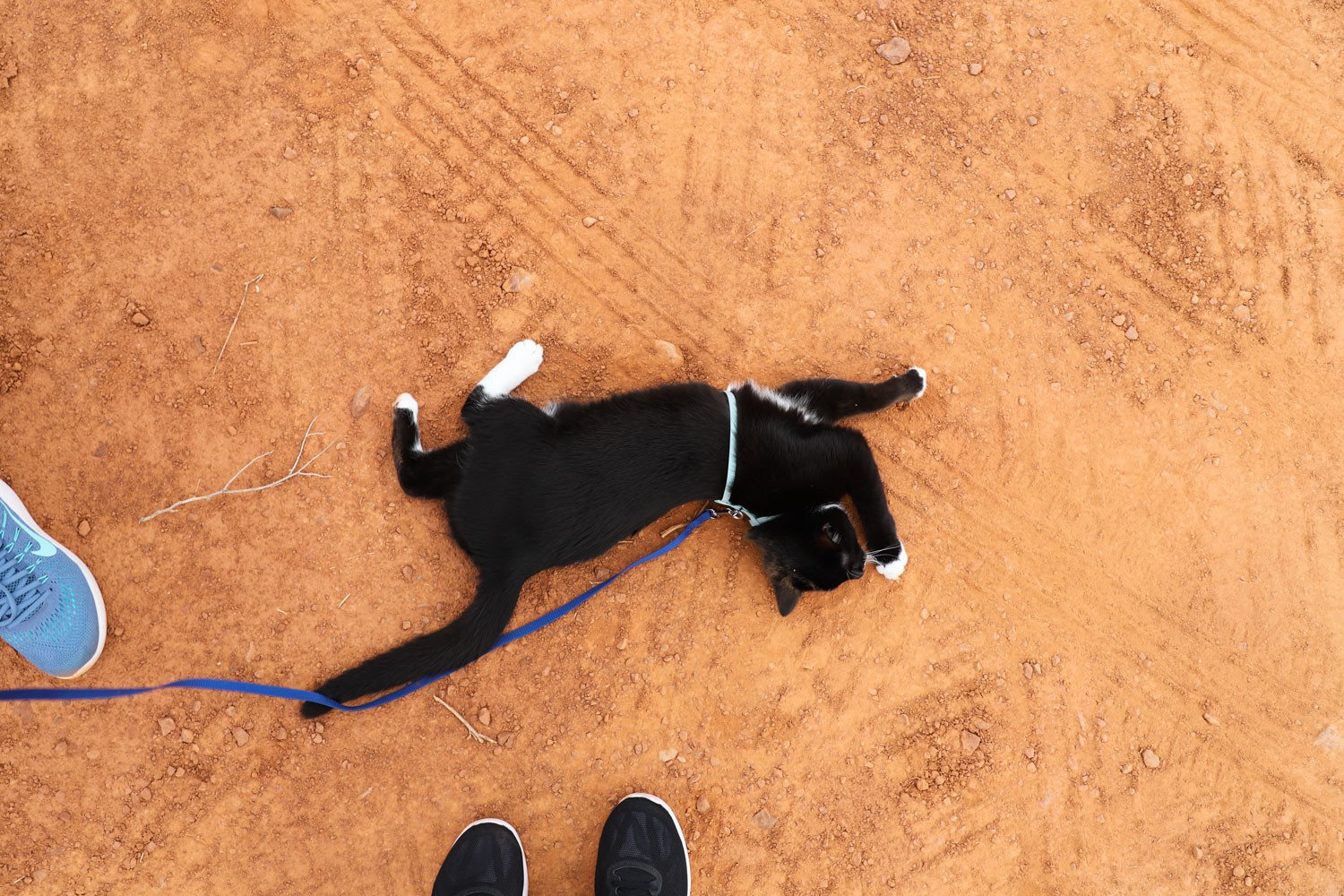 Cat looking at a tree from backpack