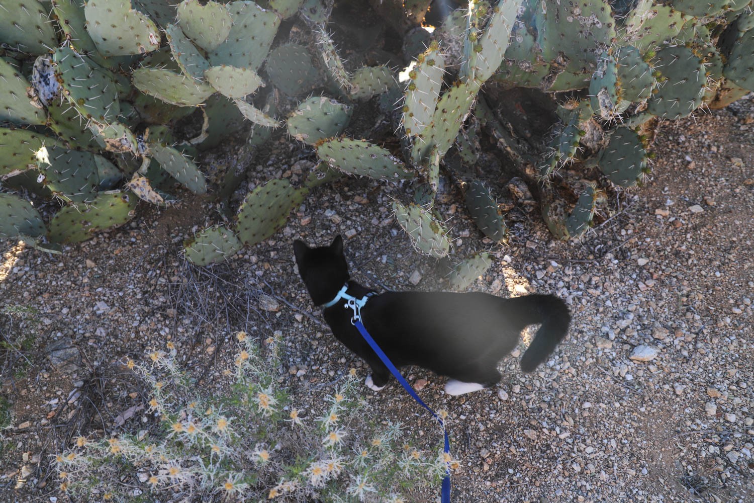 Cat in carrier with leash and backpack