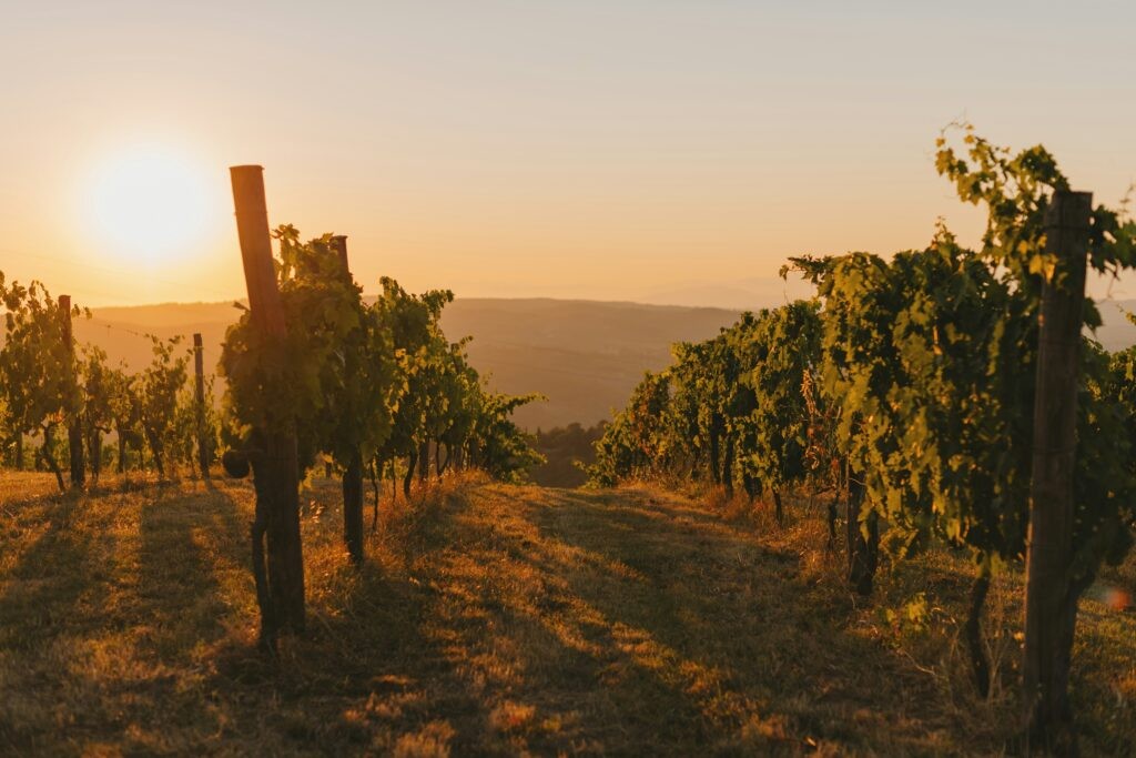 Golden sunset over a vineyard in California wine country, representing a romantic and luxurious wine-tasting anniversary trip