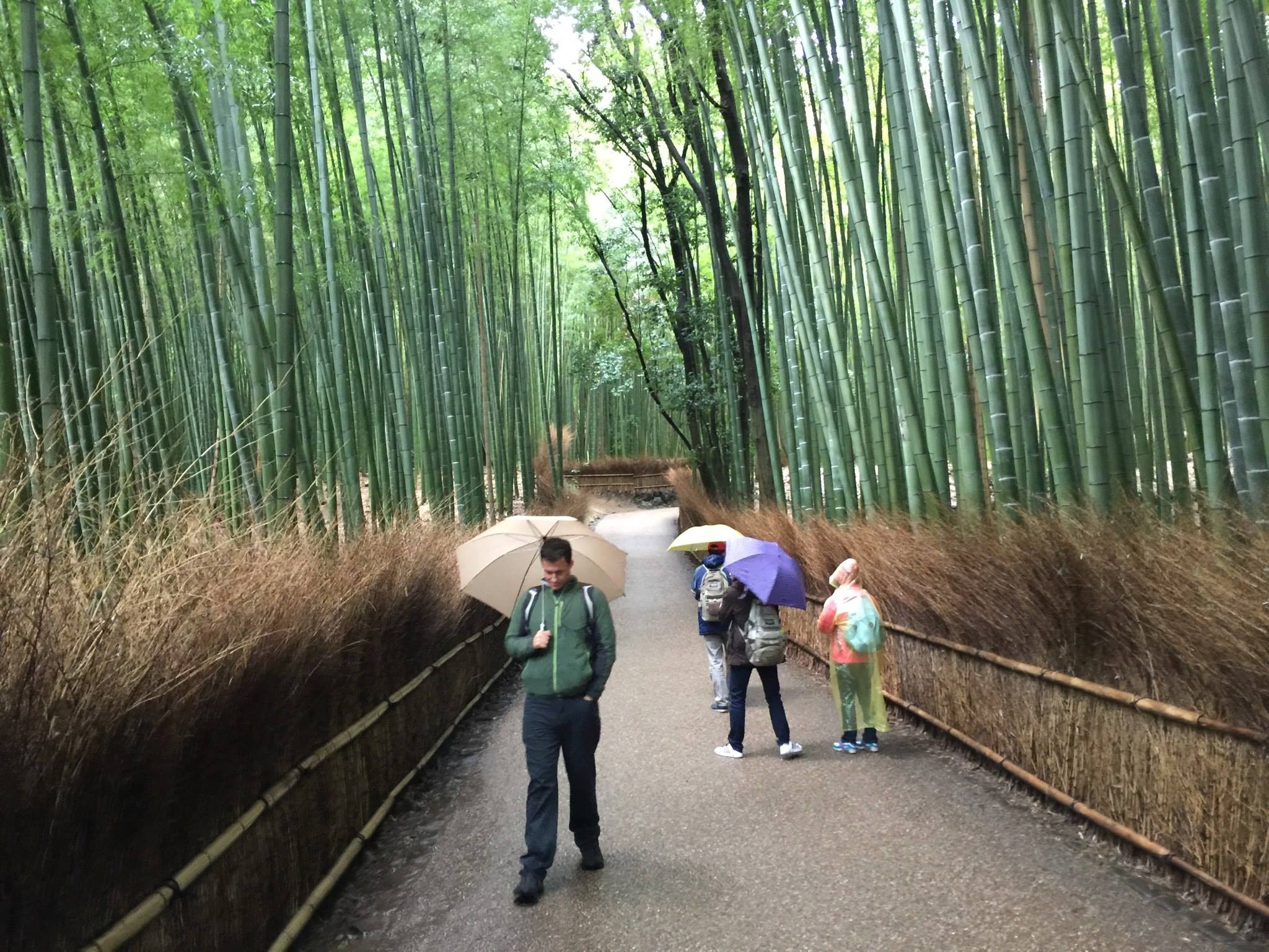 A serene path in a bamboo forest with a few people walking under umbrellas. The ground is damp, suggesting recent rain.