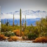 Arizona cacti with a dusting of snow