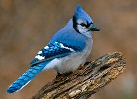 Blue Jay perched on a branch, representing medium-distance migrants.