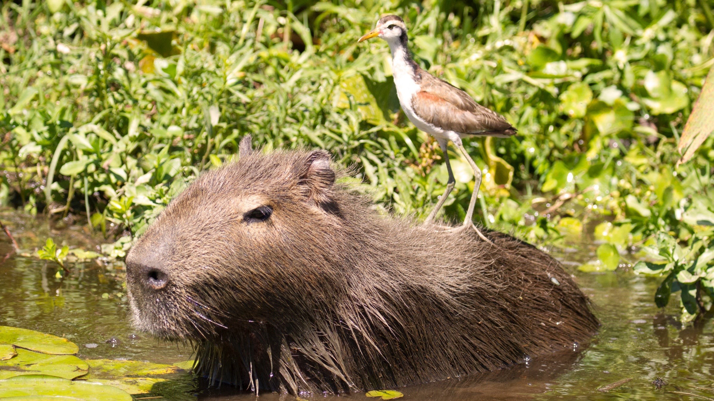 Northern Argentina’s Ibera wetlands are one of the world’s best wildlife-watching destinations. It supports everything from the capybara and jacana (on its back) to more than 300 species of birds).