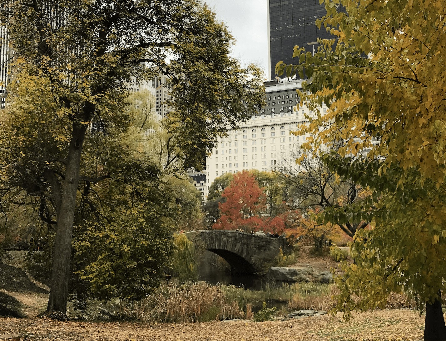 Autumn foliage in Central Park, showcasing the beauty of New York City in the fall season.