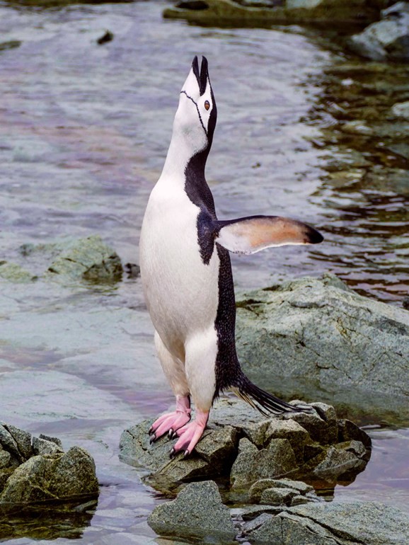 A chinstrap penguin in Antarctica calls out, with its distinctive black stripe under its chin clearly visible.