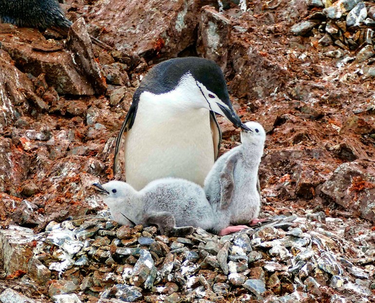 A close-up of a chinstrap penguin chick in Antarctica, displaying its soft feathers and curious expression.