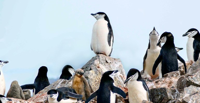 A large chinstrap penguin colony in Antarctica, showing the density and activity of these birds.