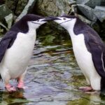 Chinstrap penguins tenderly touching beaks amidst Antarctic rocks, showcasing the continent's captivating wildlife.