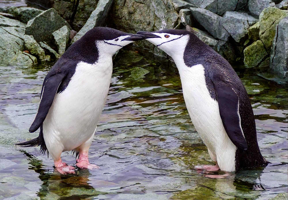 Chinstrap penguins tenderly touching beaks amidst Antarctic rocks, showcasing the continent's captivating wildlife.