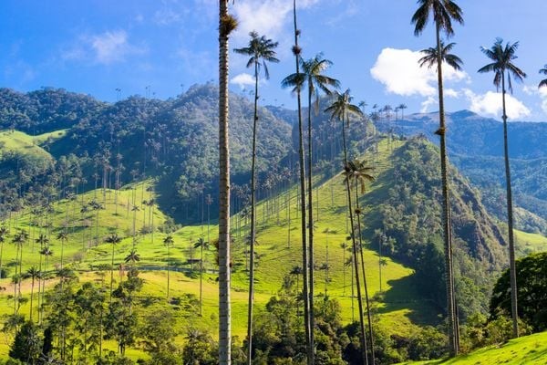 The tall wax palms of Cocora Valley. Photo: Getty.