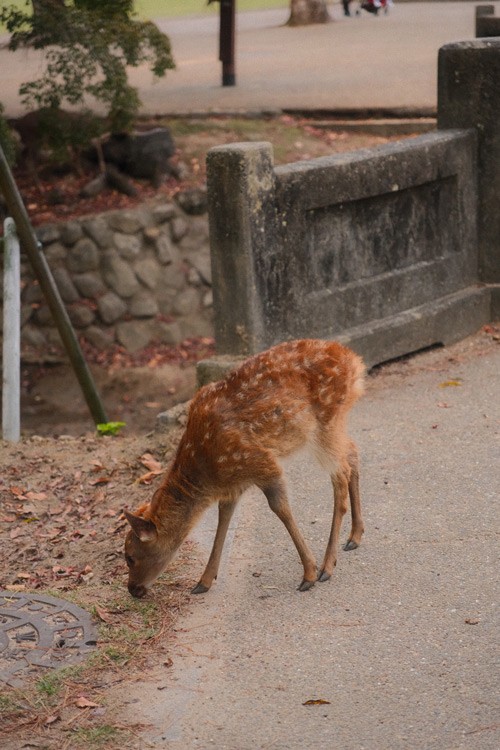 Deer in Nara Park, interacting with visitors