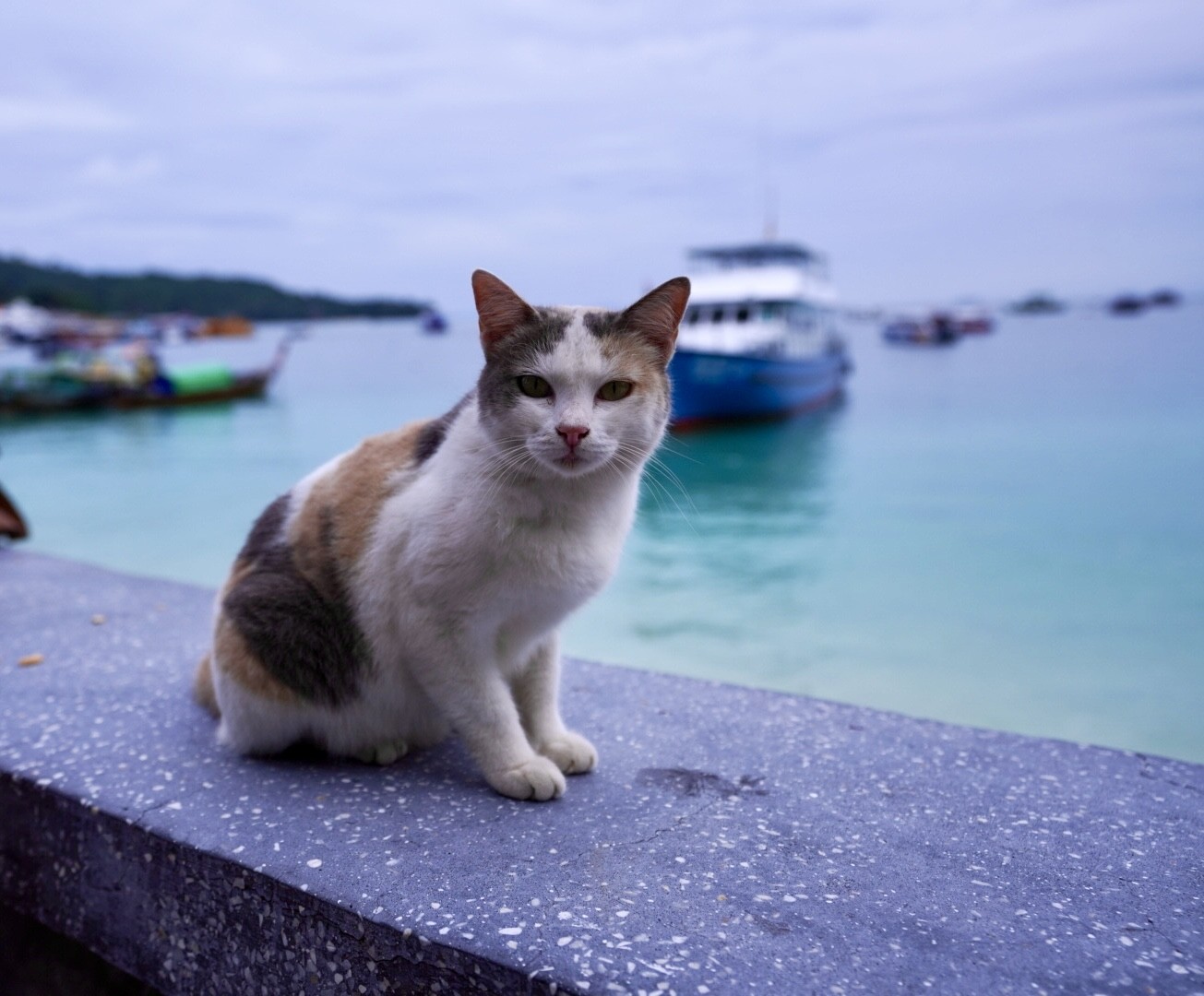 Soi dog relaxing at Hat Noppharat Thara National Park, Krabi