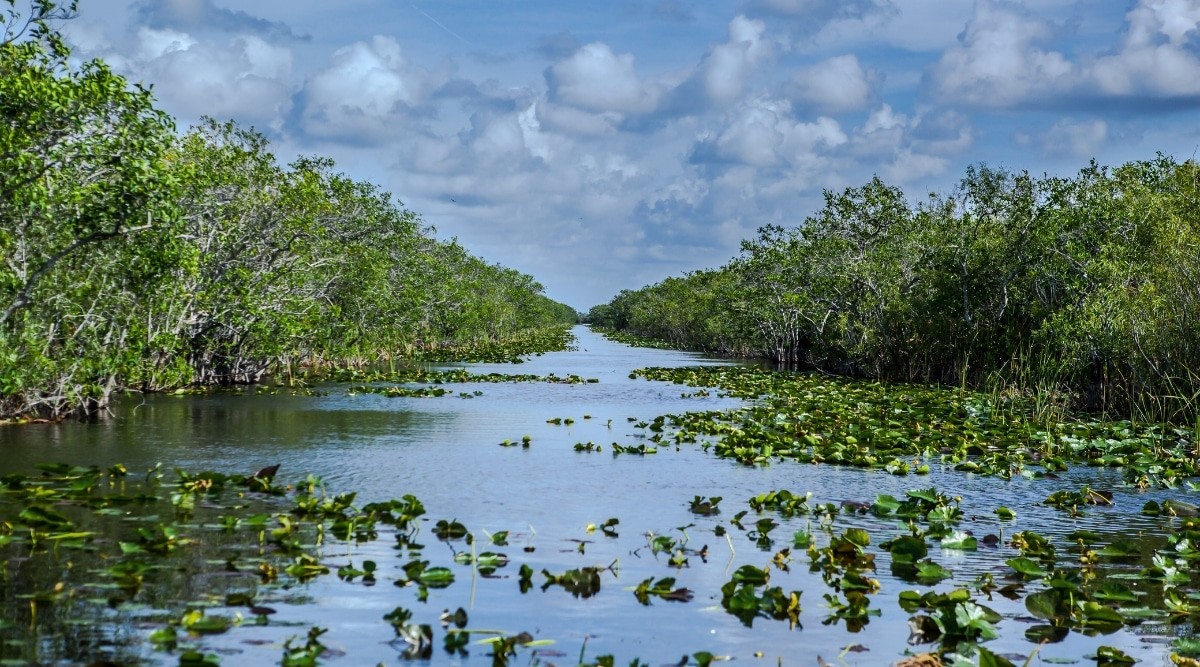 Long River in Everglades National Park, Florida, showcasing lush greenery and the park's natural beauty.