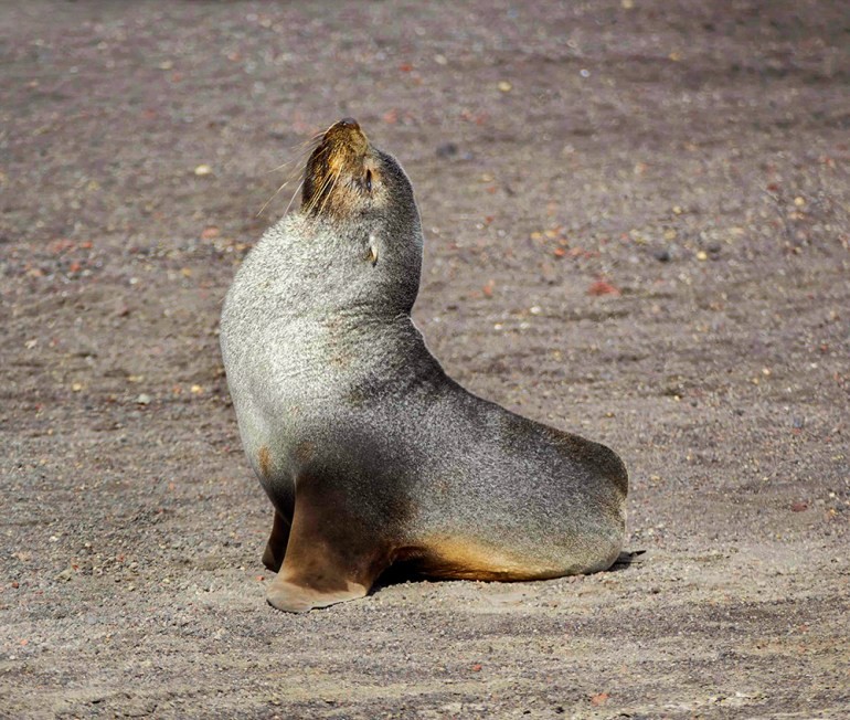 A fur seal enjoys the sun at Deception Island's Whalers Bay in Antarctica, amidst dark volcanic sand.