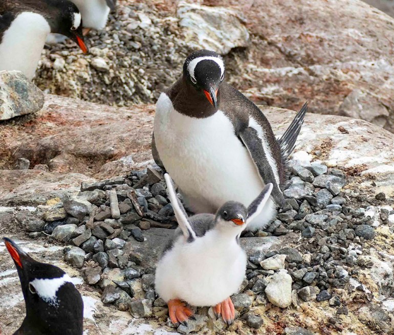 A gentoo penguin chick stands in its colony at Port Lockroy, Antarctica, with fluffy down and parent penguins nearby.