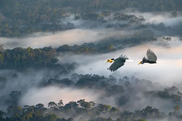 Rhinoceros Hornbill, Borneo