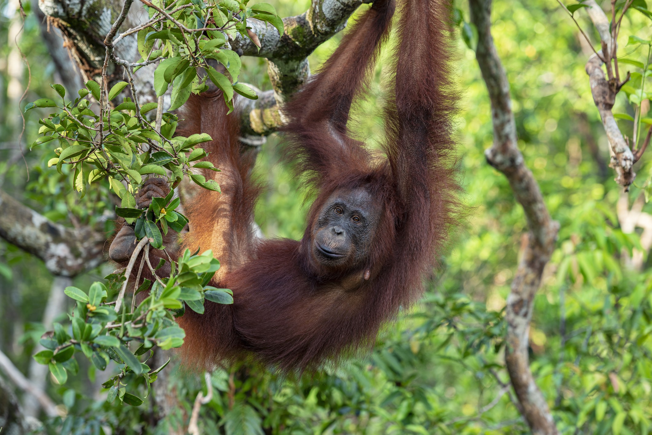 Borneo Jungle Adventure