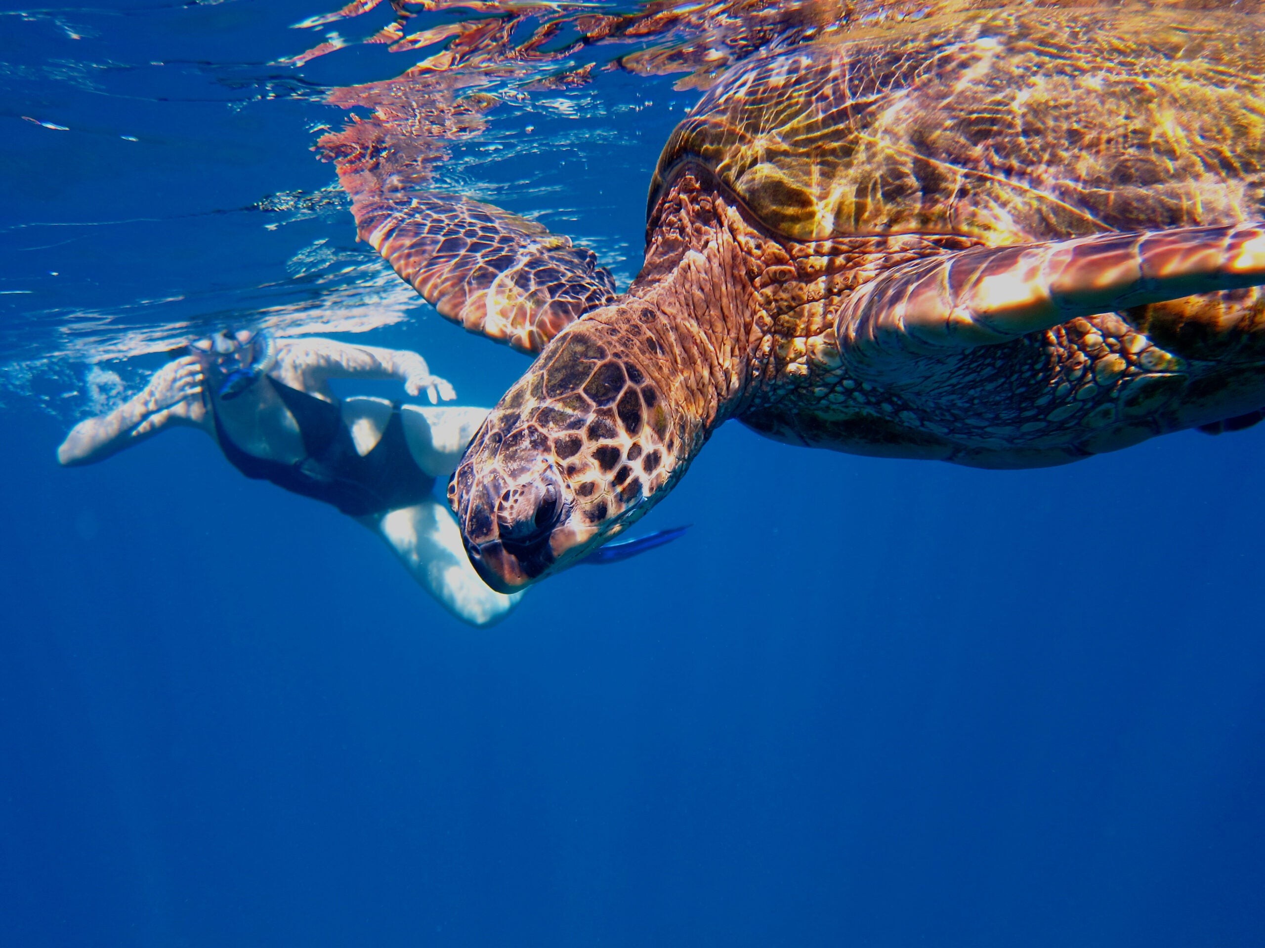 A woman swims close to a large green turtle.