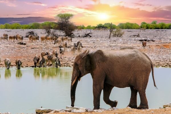 Watering Hole, Etosha National Park