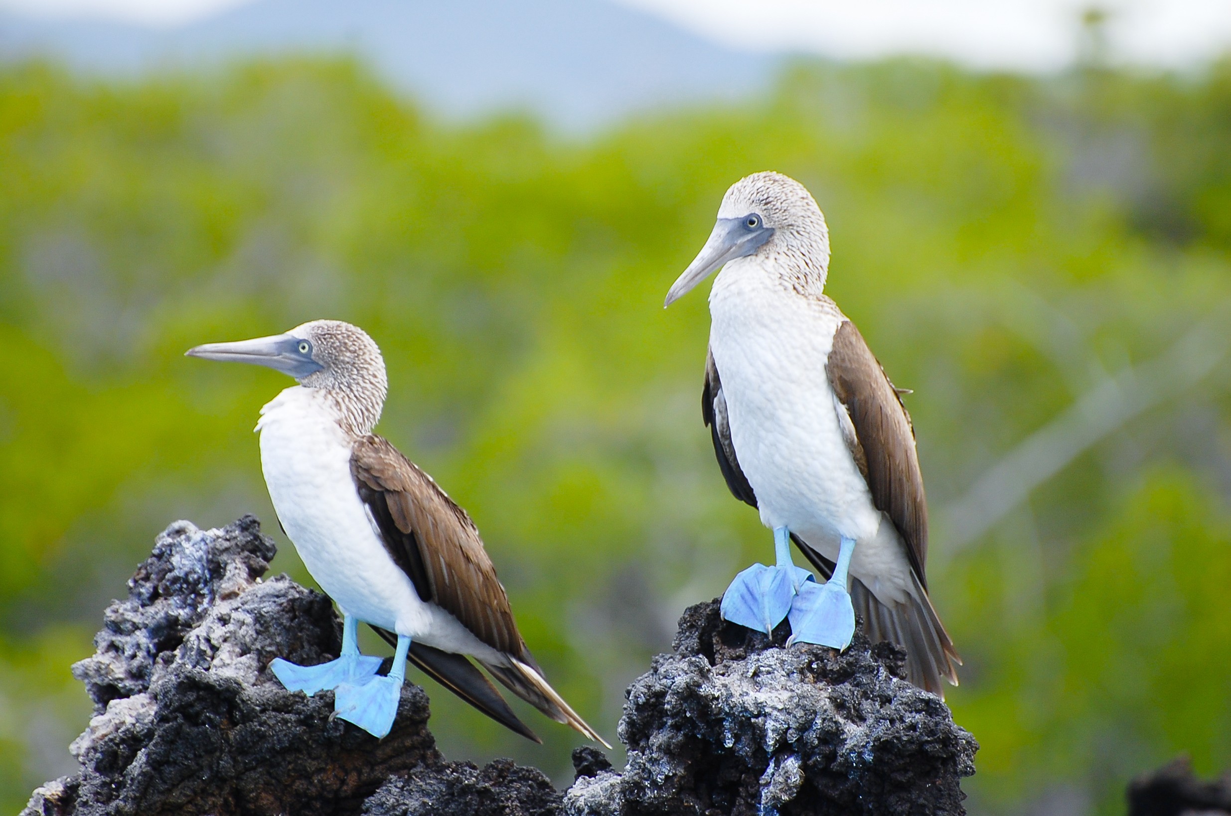 Island Hopping, Galapagos