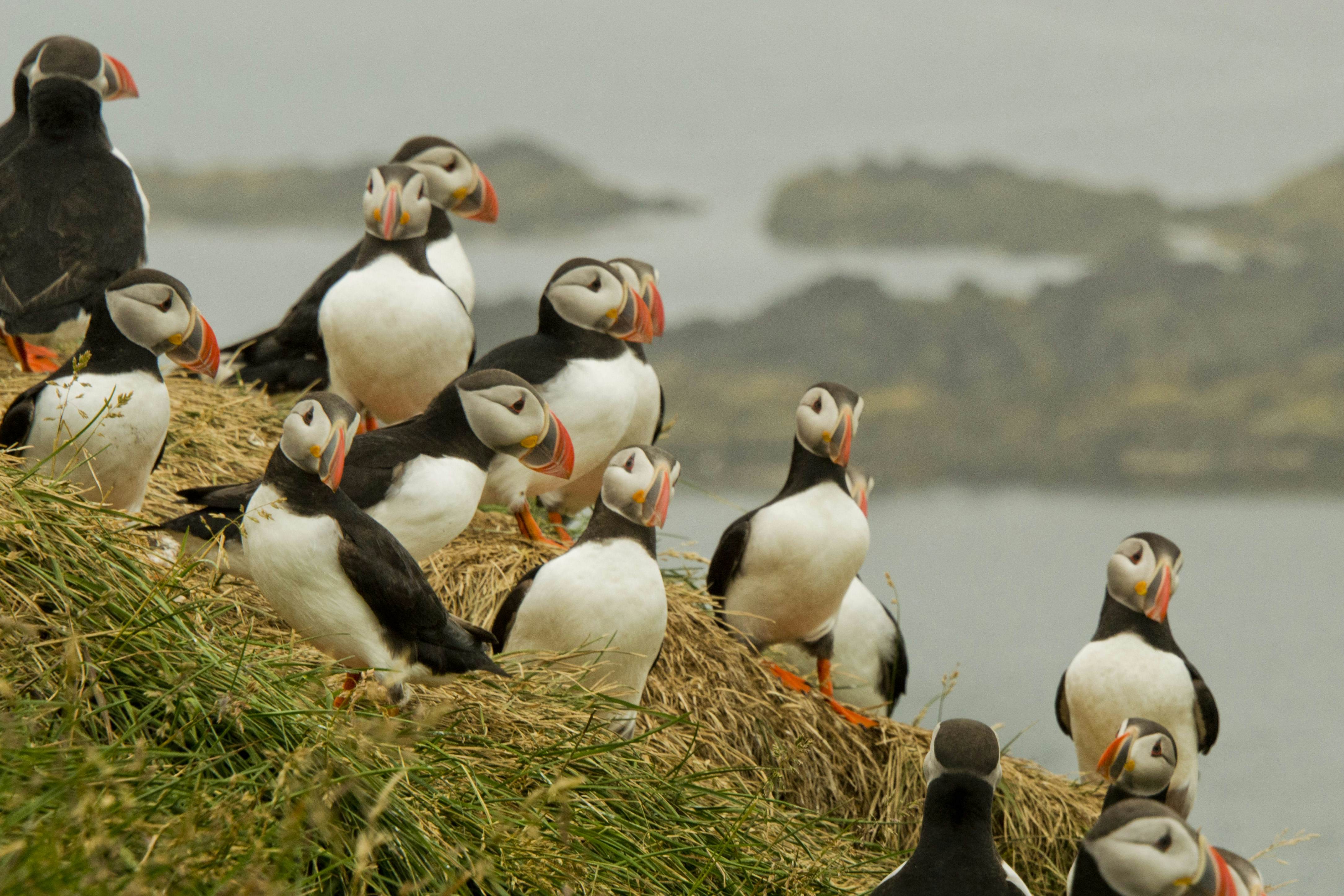 A group of black-and-white birds with colourful beaks stand together on a clifftop on a misty day