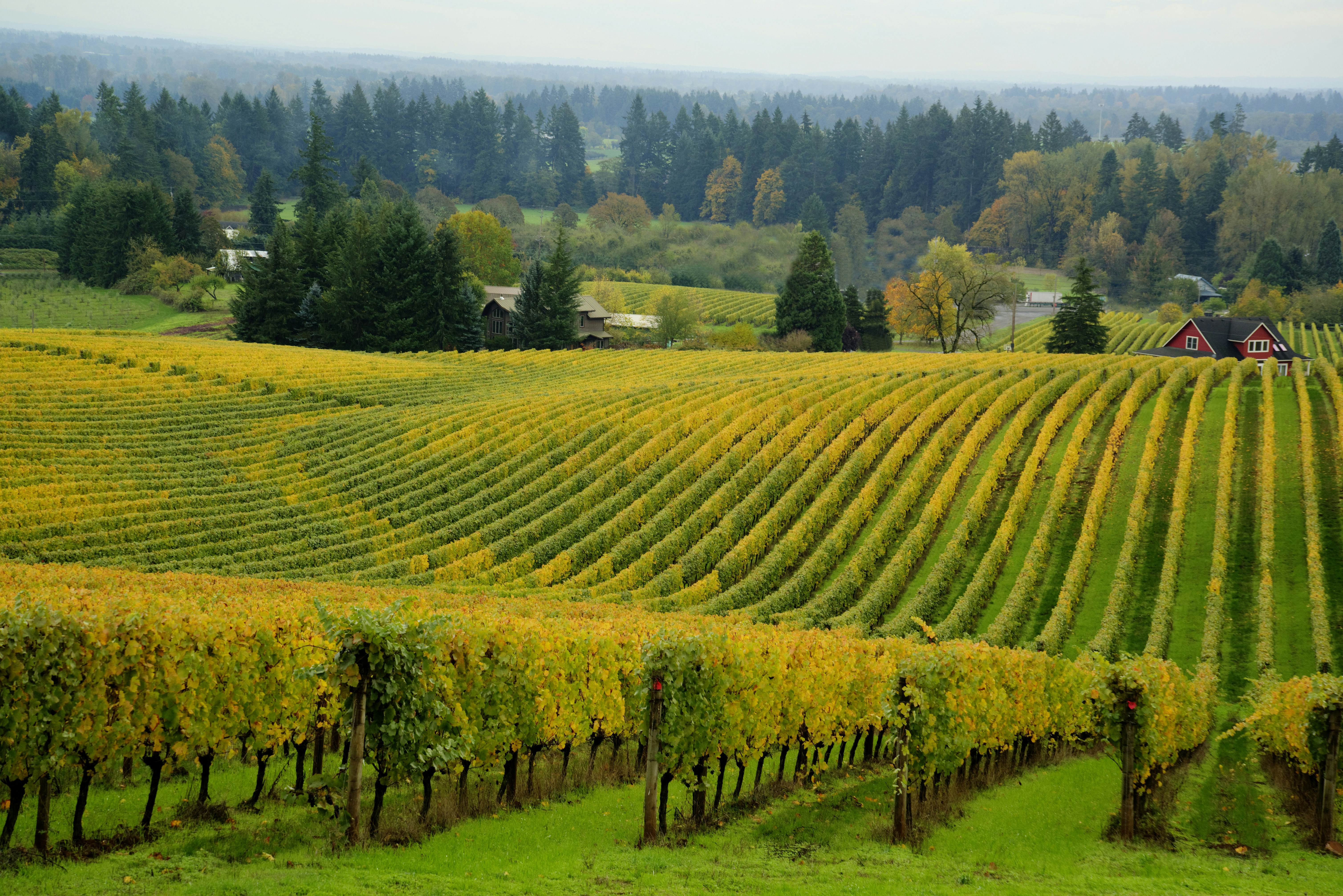 Scenic vineyard in Willamette Valley, Oregon, showcasing the autumn harvest. October and November offer the best time to travel to Oregon for wine tasting and fall foliage.