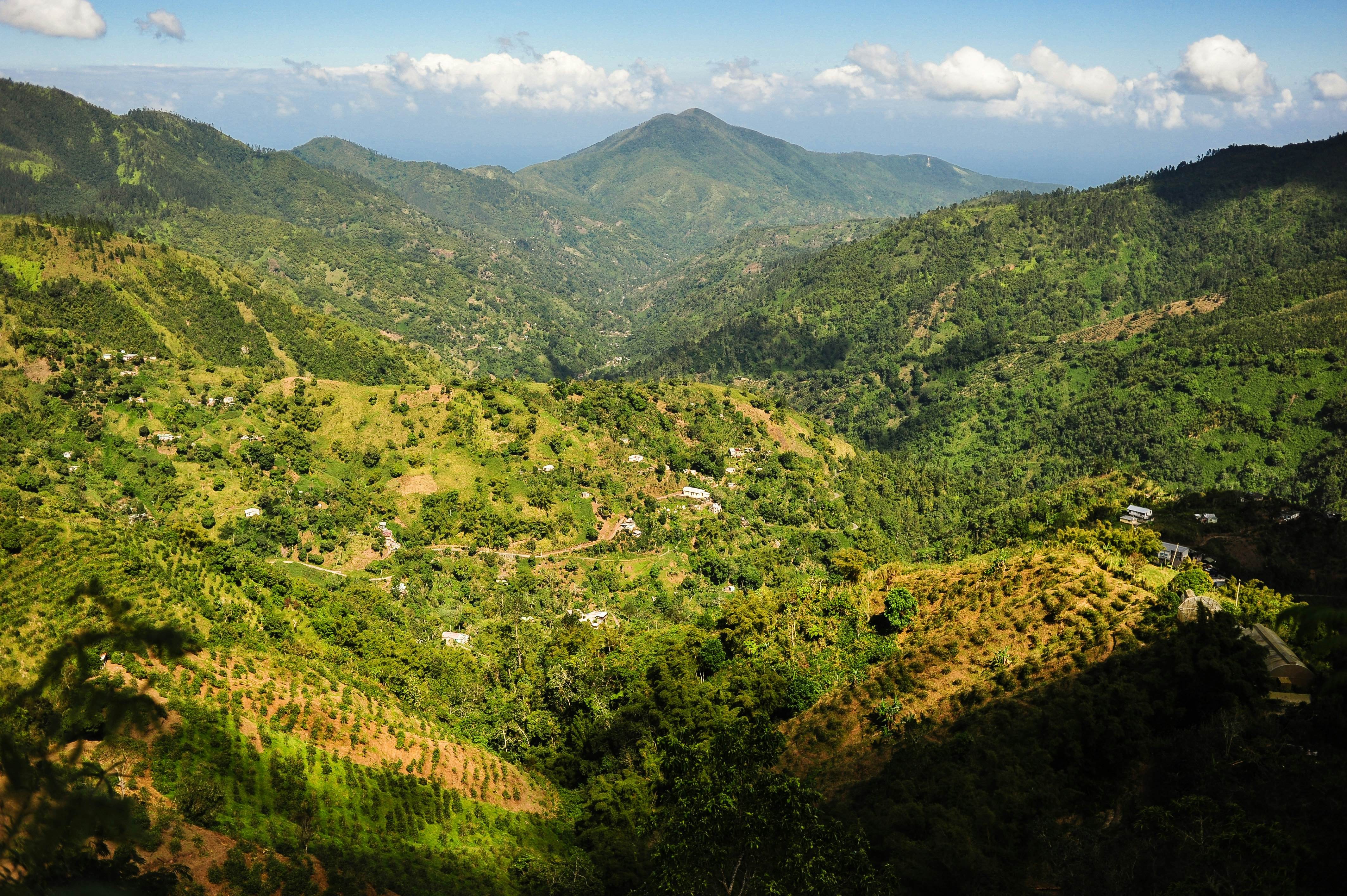 Rolling green hills covered in coffee plantations