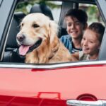 Golden Retriever sitting in the backseat of a car looking happy with children during a road trip.