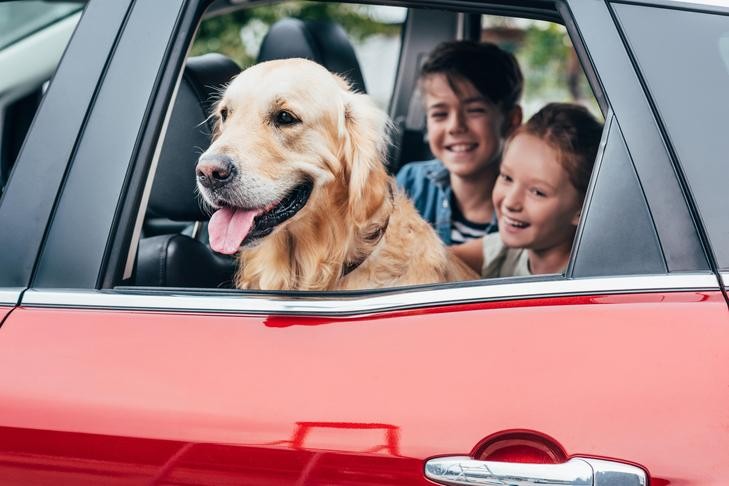 Golden Retriever sitting in the backseat of a car looking happy with children during a road trip.