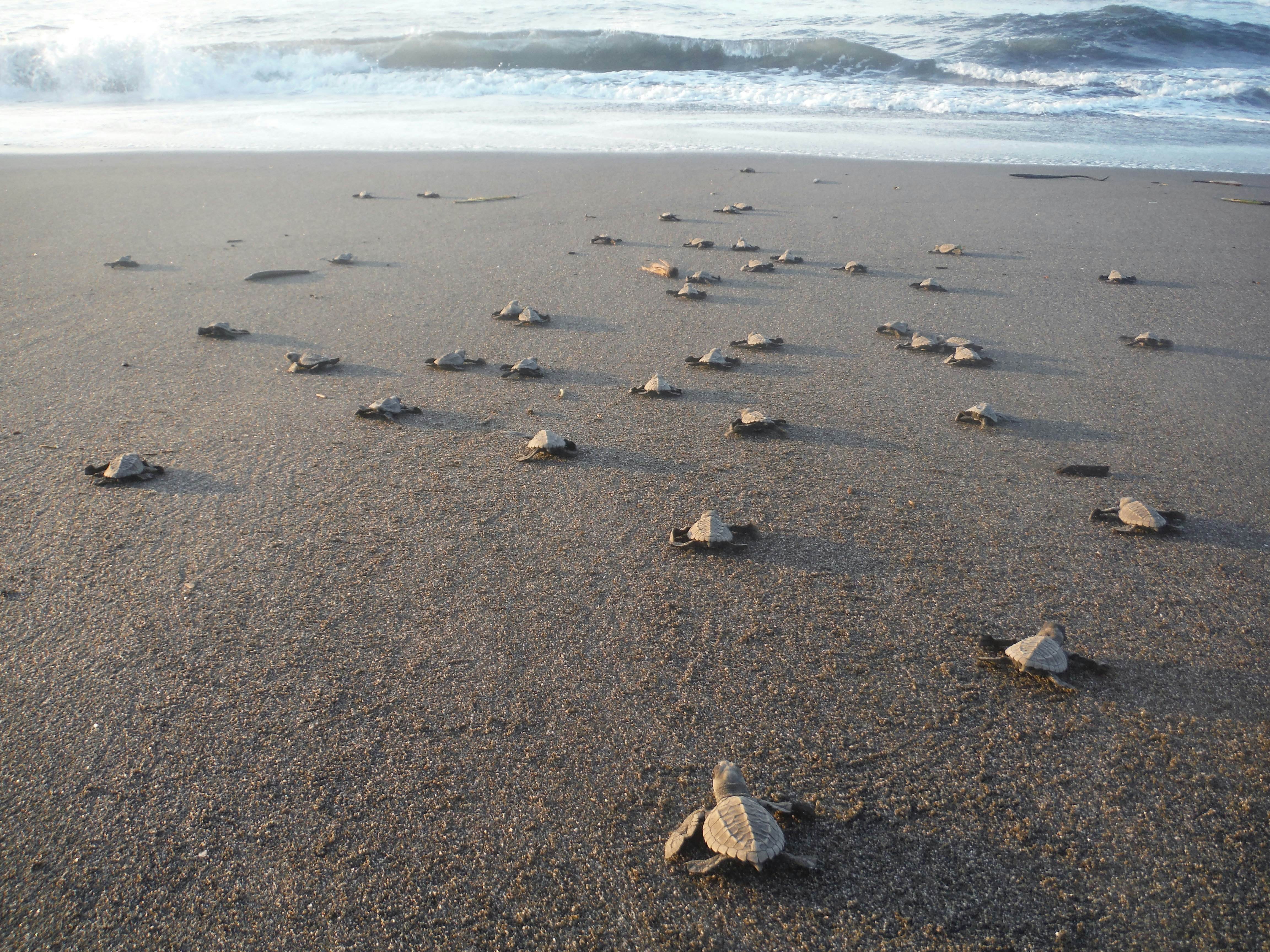 Turtles on a beach in Guatemala