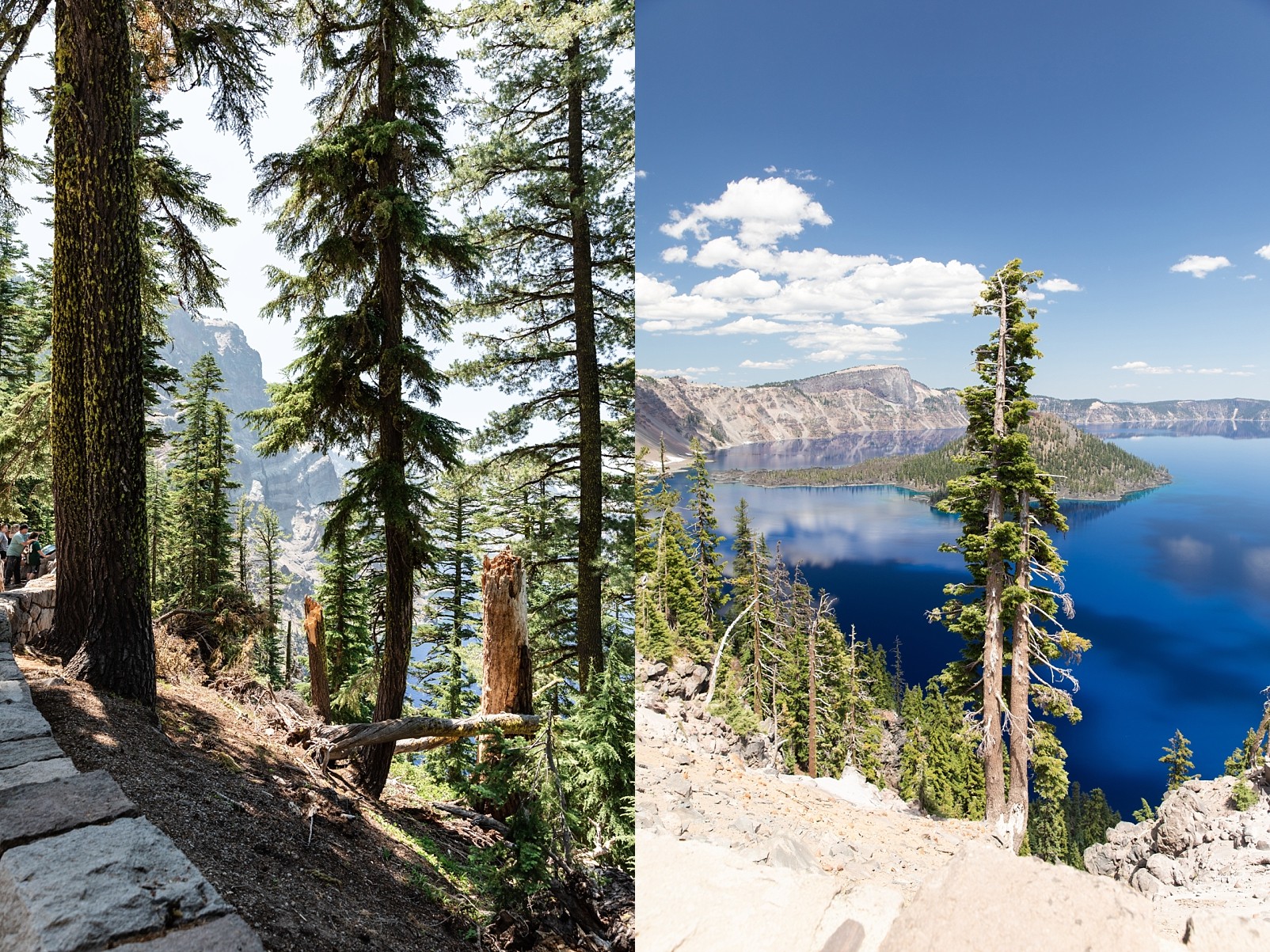 Trees in front of Crater Lake