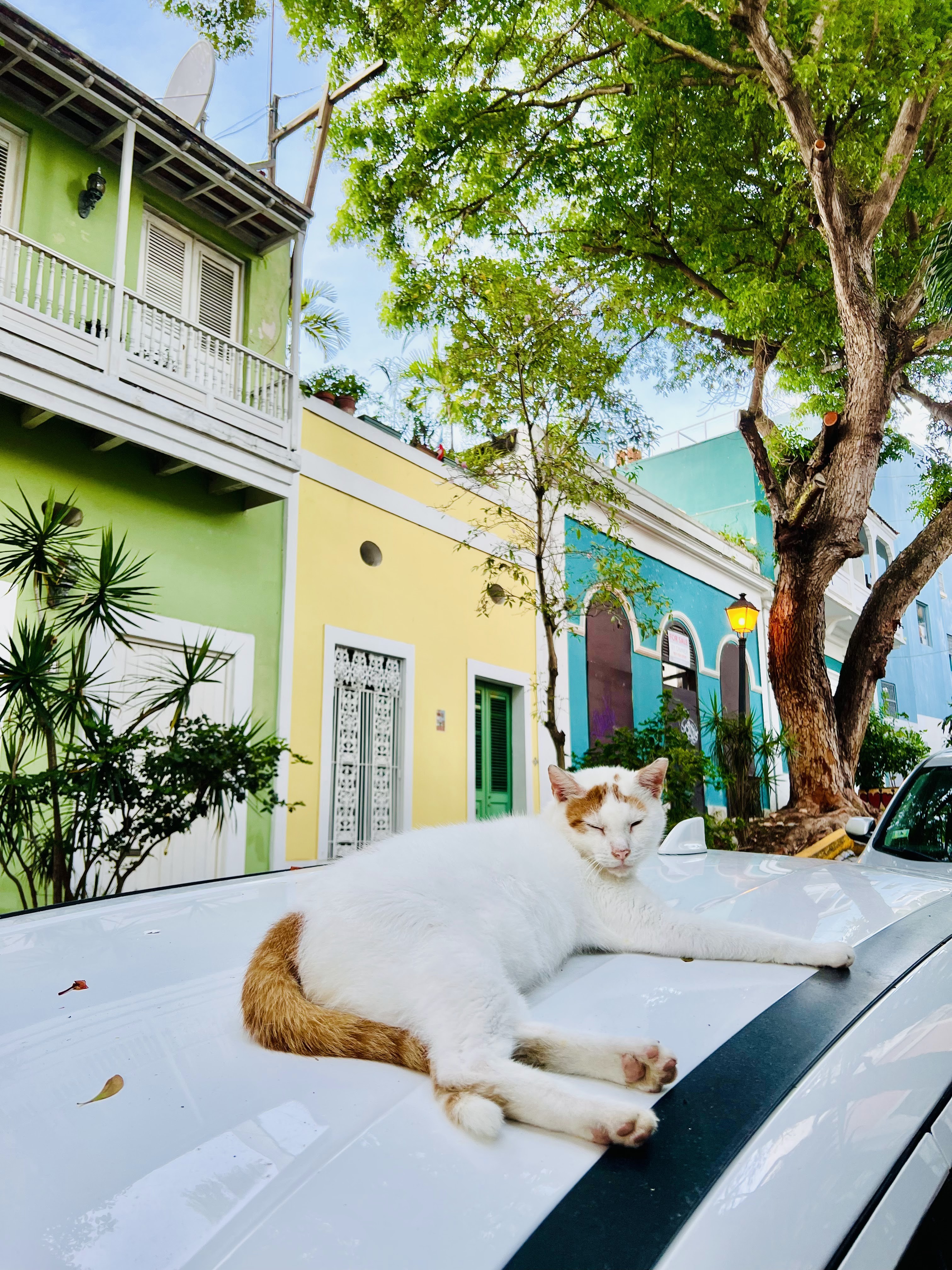 Cute cat in Old San Juan