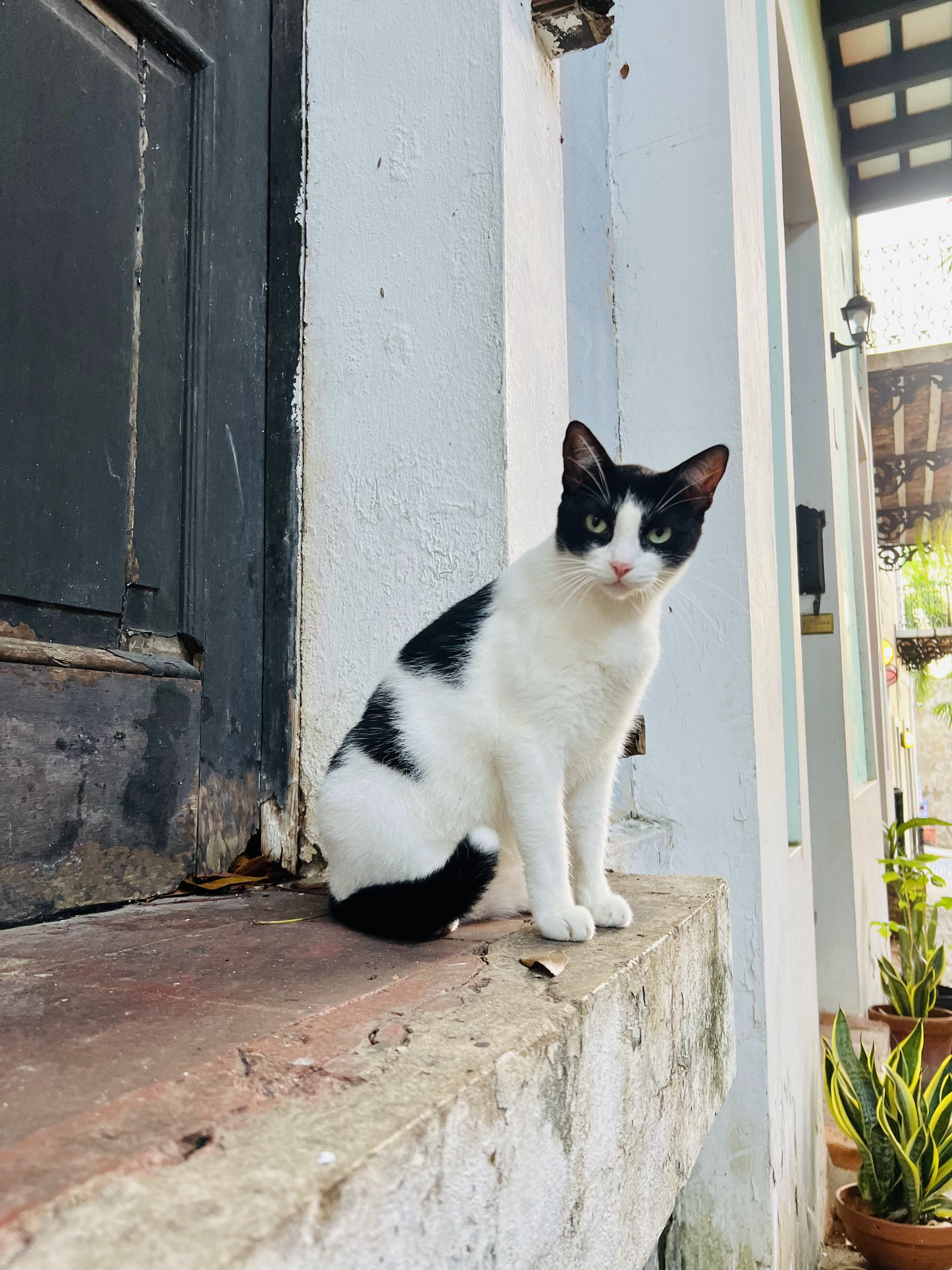 Two cats in Old San Juan