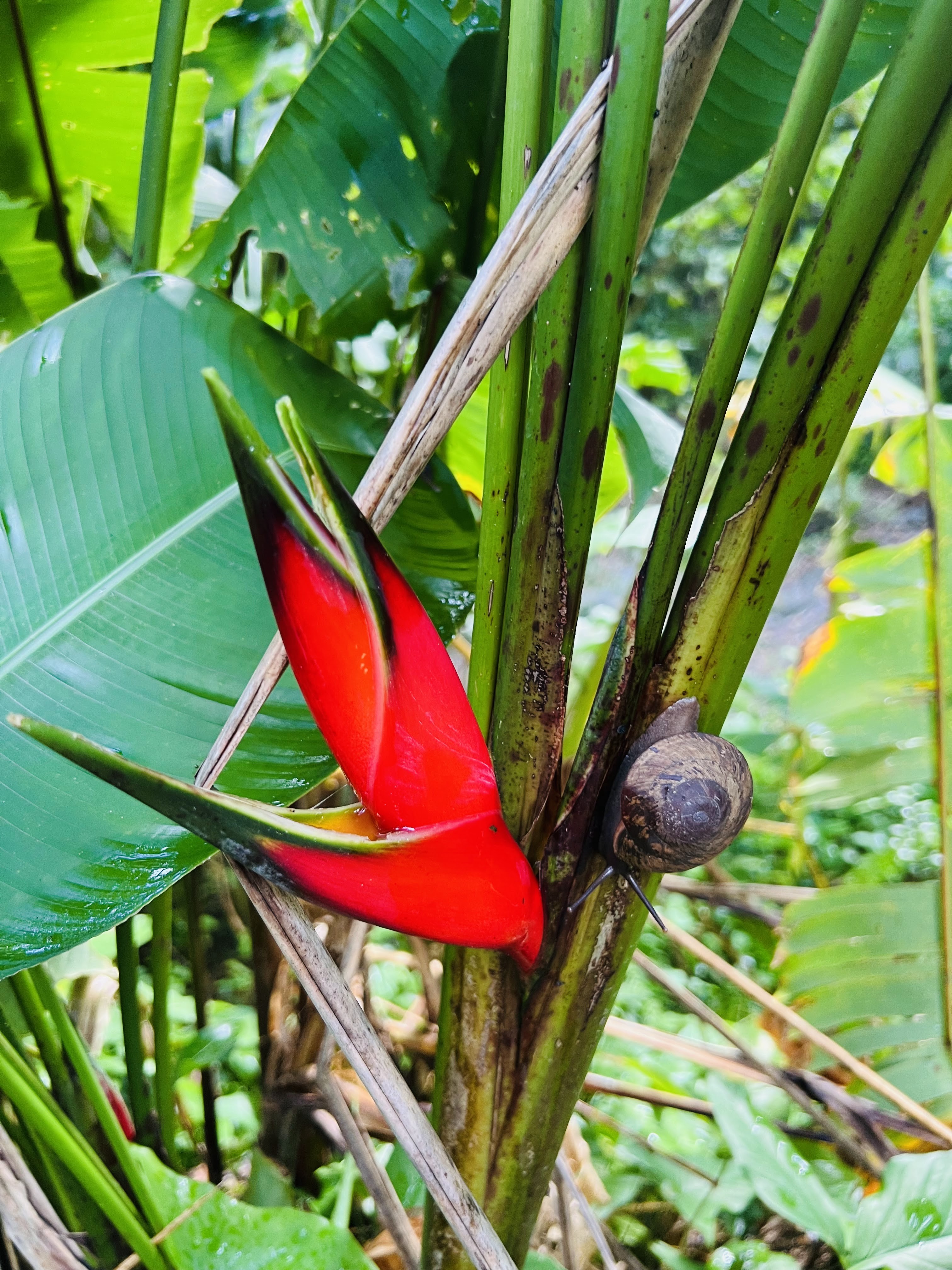 El Yunque National Forest lush greenery