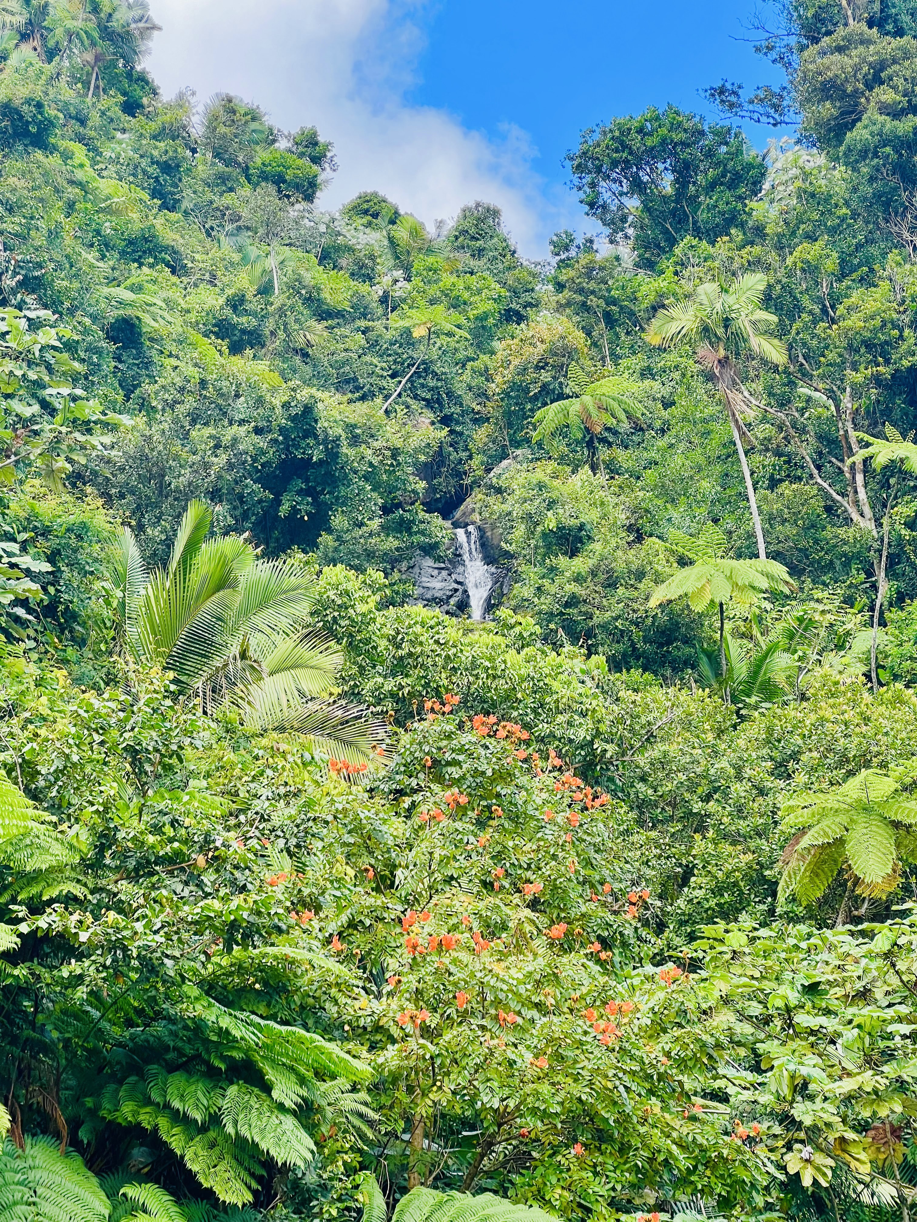 El Yunque National Forest river